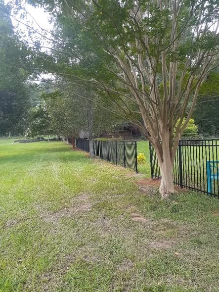 Black aluminum fence running past a mature crape myrtle