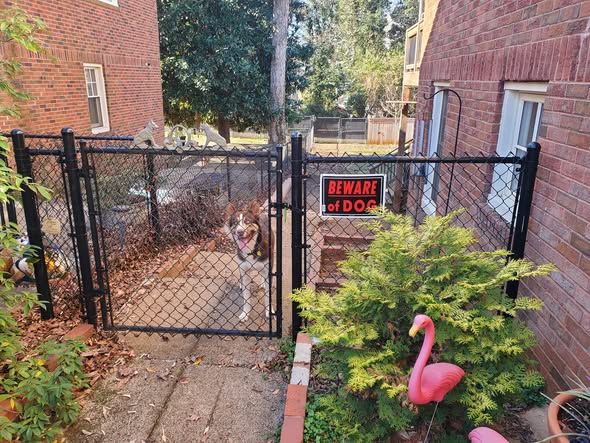 Dog waiting behind a new black chain link gate